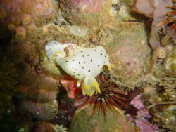 Thecacera darwini from comau fjord, chilean patagonia by David Thompson 